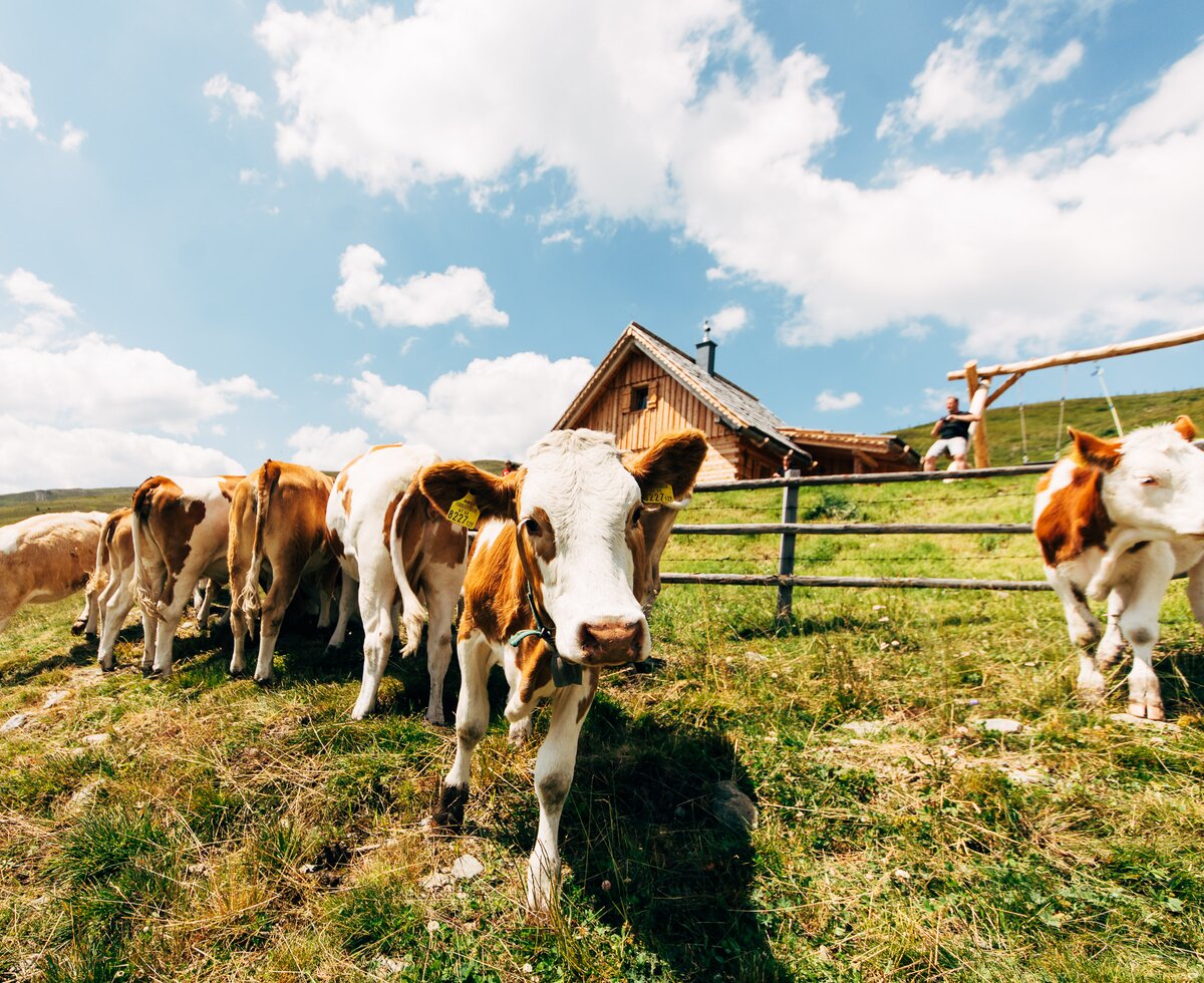 A group of cows grazing in a grassy field with a wooden barn in the background under a cloudy sky. | © Urlaub am Bauernhof Kärnten / Daniel Gollner