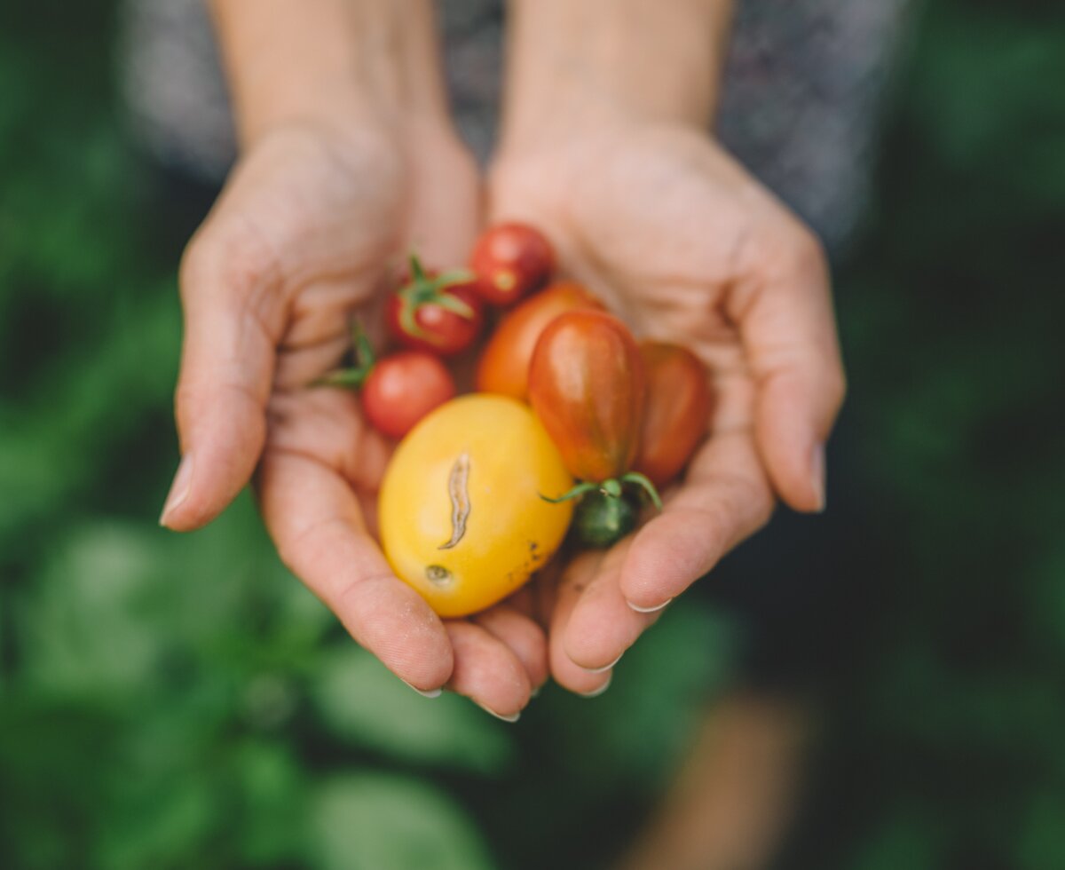 eine Handvoll Tomaten | © Urlaub am Bauernhof Burgenland / Julia Reiterics eine Handvoll unterschiedlicher Tomaten | © Urlaub am Bauernhof Burgenland / Julia Reiterics
