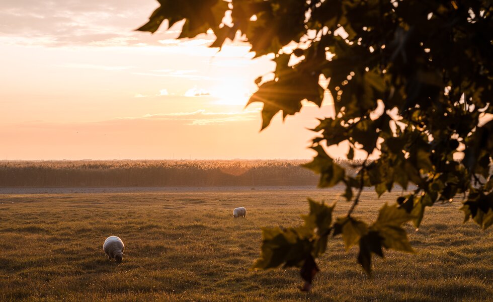  2 Schafe auf der Wiese in der Abendsonne | © Burgenland Tourismus GmbH / Andreas Ehrenreich