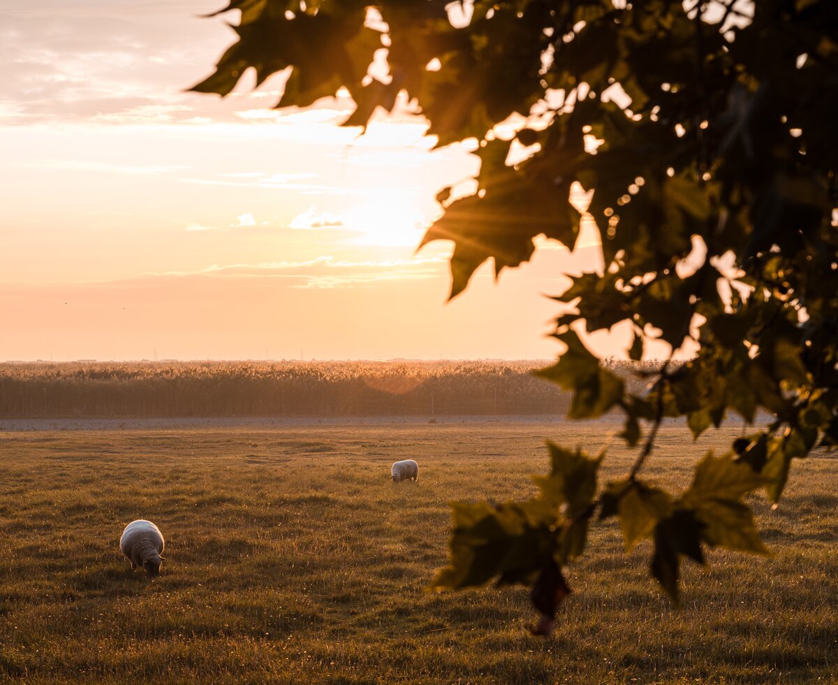  2 Schafe auf der Wiese in der Abendsonne | © Burgenland Tourismus GmbH / Andreas Ehrenreich