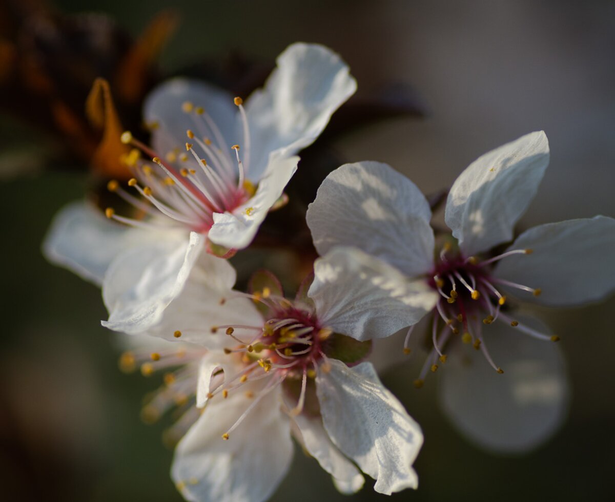 Mandelblüte im Burgenland | © Urlaub am Bauernhof Burgenland / Sarah Unger Mandelblüte im Burgenland | © Urlaub am Bauernhof Burgenland / Sarah Unger