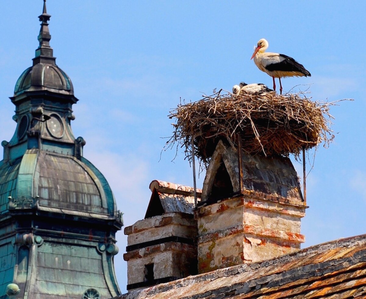 Storchenstadt Rust | © Burgenland Tourismus GmbH / Guenther Ippsich