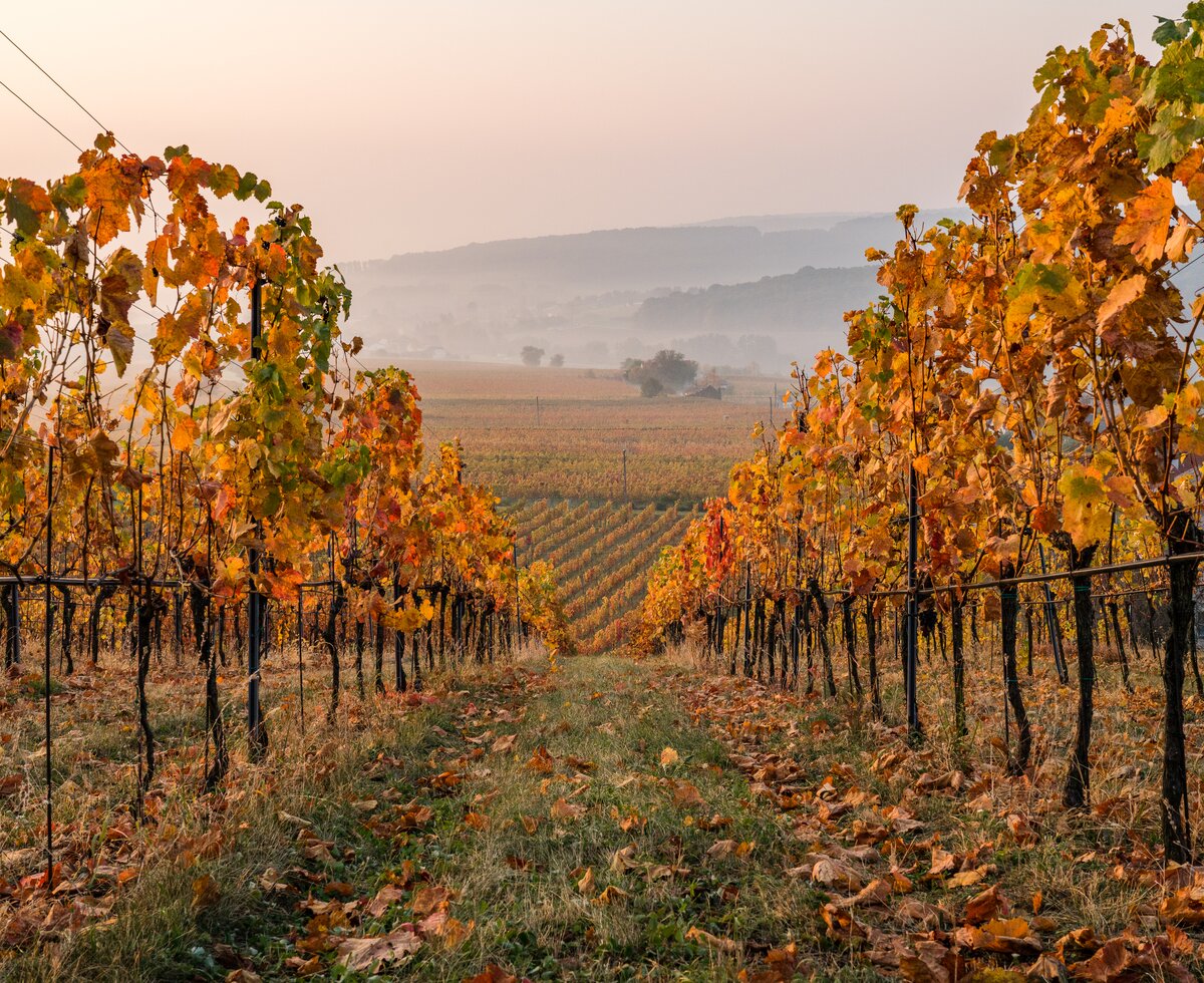 © Burgenland Tourismus GmbH / Birgit Machtinger