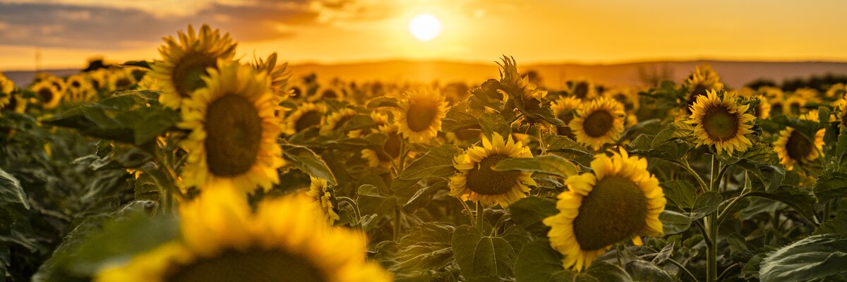 © Burgenland Tourismus GmbH / Birgit Machtinger