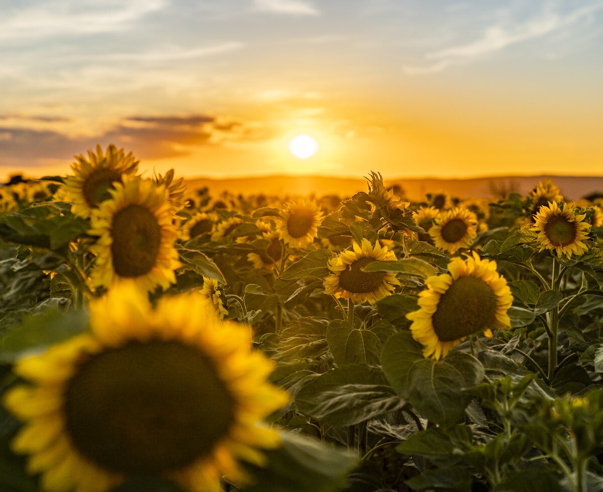 Land der Sonnenuntergänge | © Burgenland Tourismus GmbH / Birgit Machtinger Land der Sonnenuntergänge | © Burgenland Tourismus GmbH / Birgit Machtinger