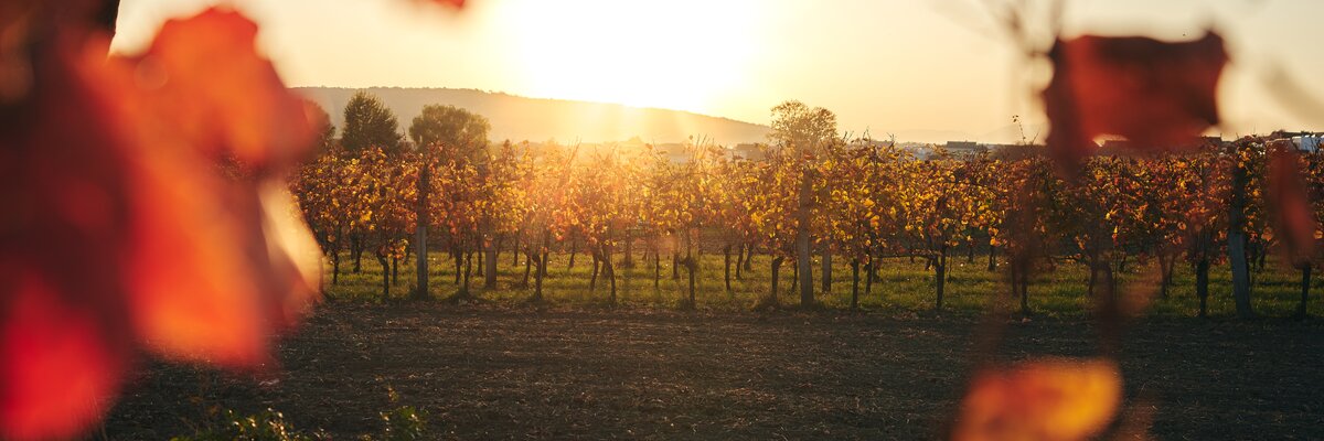 © Burgenland Tourismus GmbH / Thomas Schmid