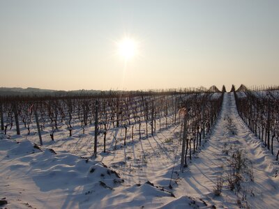 Weingarten im Winter im Burgenland | © Urlaub am Bauernhof Burgenland / Beatrix Karner 