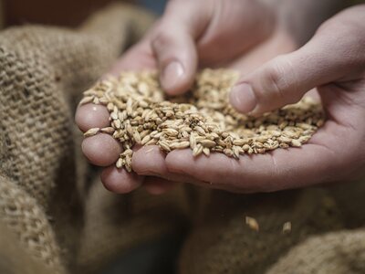 Hirter 5 Säulen (Handwerk) | © Privatbrauerei Hirt Hirter 5 Säulen (Handwerk) | © Privatbrauerei Hirt