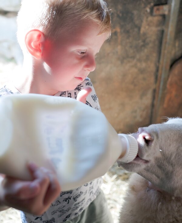 A child in a barn drinks milk from a bottle while feeding a calf.