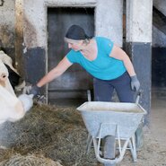 Woman feeding cows in a barn, holding a wheelbarrow nearby.