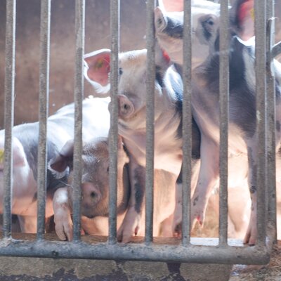 Several pigs behind metal bars in a pen, looking curiously forward.