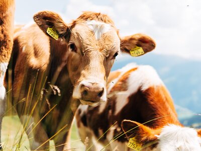 Kühe auf der Wiese | © Urlaub am Bauernhof Kärnten / Daniel Gollner