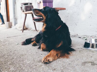 Hund | © Urlaub am Bauernhof Kärnten / Daniel Gollner Hund liegt am Boden | © Urlaub am Bauernhof Kärnten / Daniel Gollner