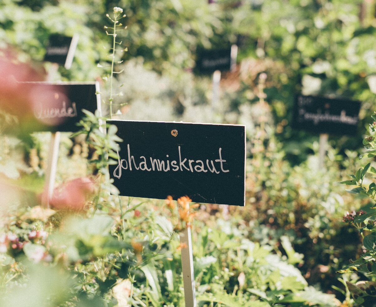 Johanniskraut | © Urlaub am Bauernhof Kärnten/ Daniel Gollner Johanniskraut im Kräutergarten | © Urlaub am Bauernhof Kärnten/ Daniel Gollner