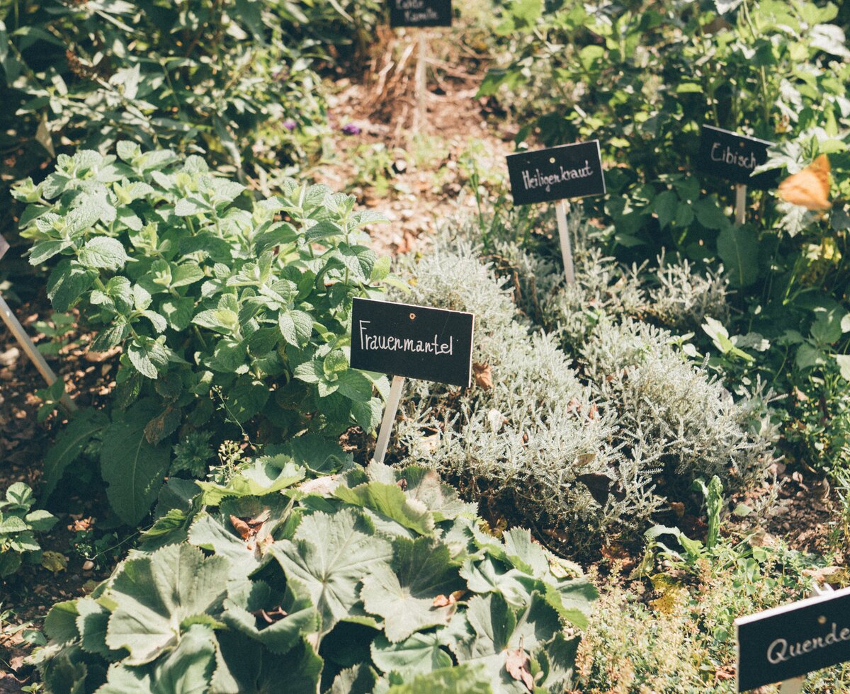 Verschiedene Kräuter im Garten | © Urlaub am Bauernhof Kärnten / Daniel Gollner