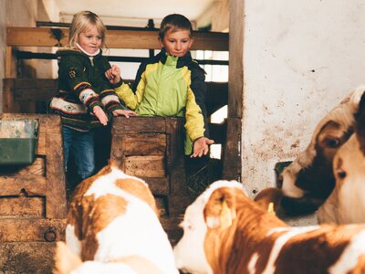 Kinder bei Kälber | © Urlaub am Bauernhof Kärnten/ Daniel Gollner Kinder bei Kälber im Stall | © Urlaub am Bauernhof Kärnten/ Daniel Gollner