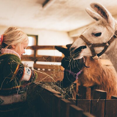 Mädchen füttert Alpakas mit Heu | © Urlaub am Bauernhof Kärnten / Daniel Gollner