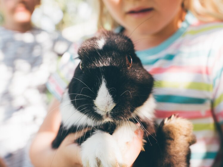 Kind hält Hase | © Urlaub am Bauernhof Kärnten / Daniel Gollner