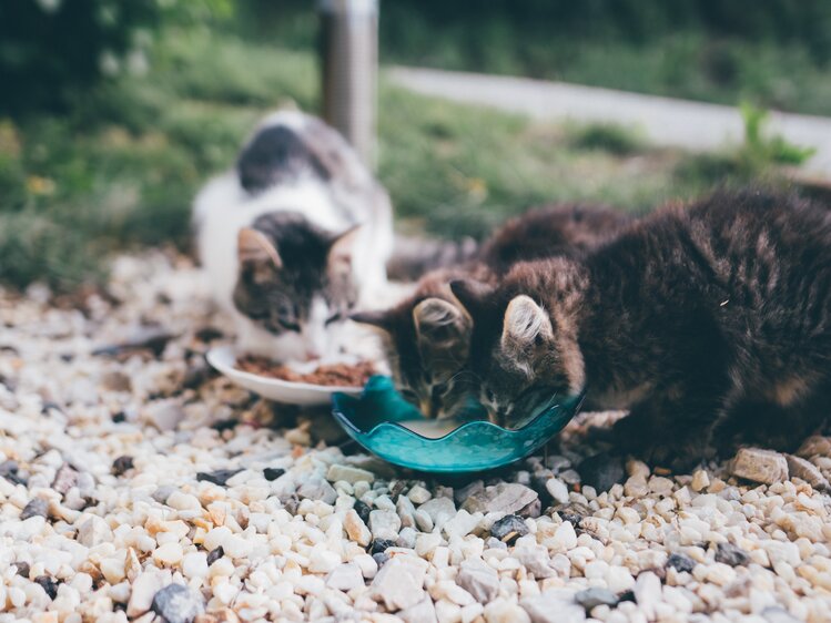 Katzen trinken und fressen | © Urlaub am Bauernhof Kärnten / Daniel Gollner