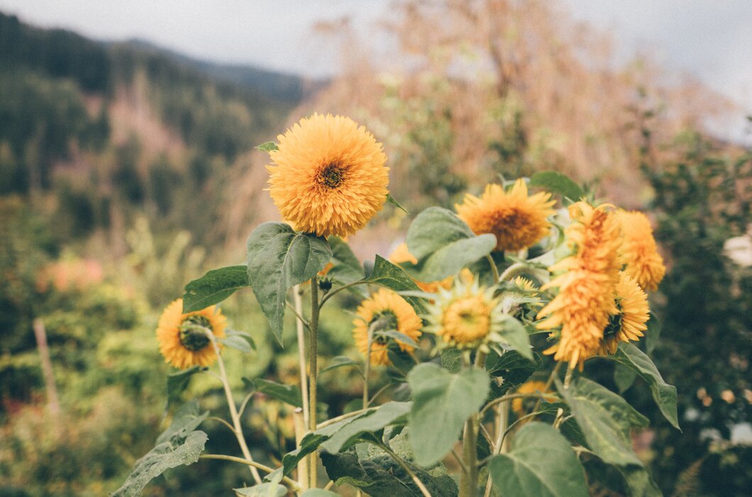 Gelbe Blumen | © Urlaub am Bauernhof Kärnten / Daniel Gollner