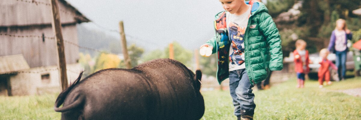 Kind und Schwein auf der Wiese | © Urlaub am Bauernhof Kärnten/Daniel Gollner