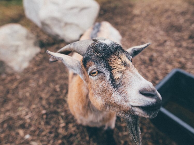 Ziege | © Urlaub am Bauernhof Kärnten / Daniel Gollner