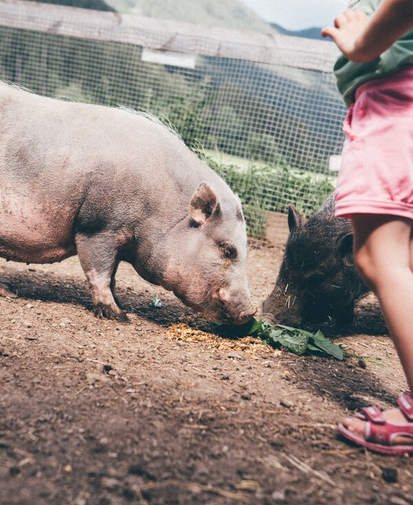 Schweine fressen im Stall | © Urlaub am Bauernhof Kärnten / Daniel Gollner