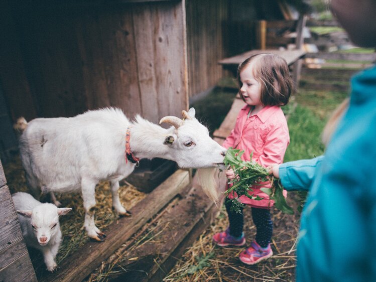 Kinder füttern die Ziege mit Gras | © Urlaub am Bauernhof Kärnten / Daniel Gollner