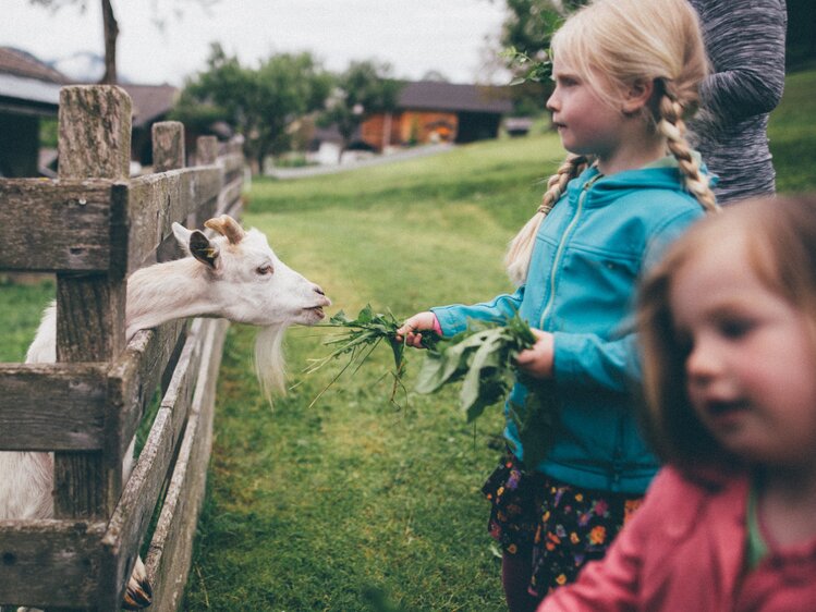 Mädchen füttert die Ziege mit Gras | © Urlaub am Bauernhof Kärnten / Daniel Gollner