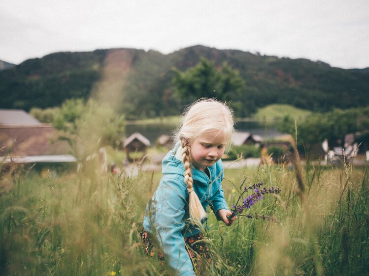 Mädchen pflückt Blumen auf der Wiese | © Urlaub am Bauernhof Kärnten / Daniel Gollner