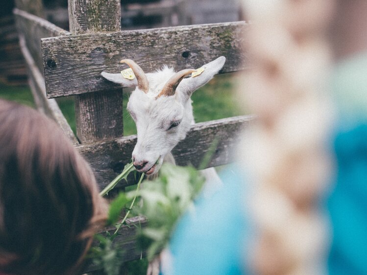 Ziege wird mit Gras gefüttert | © Urlaub am Bauernhof Kärnten / Daniel Gollner