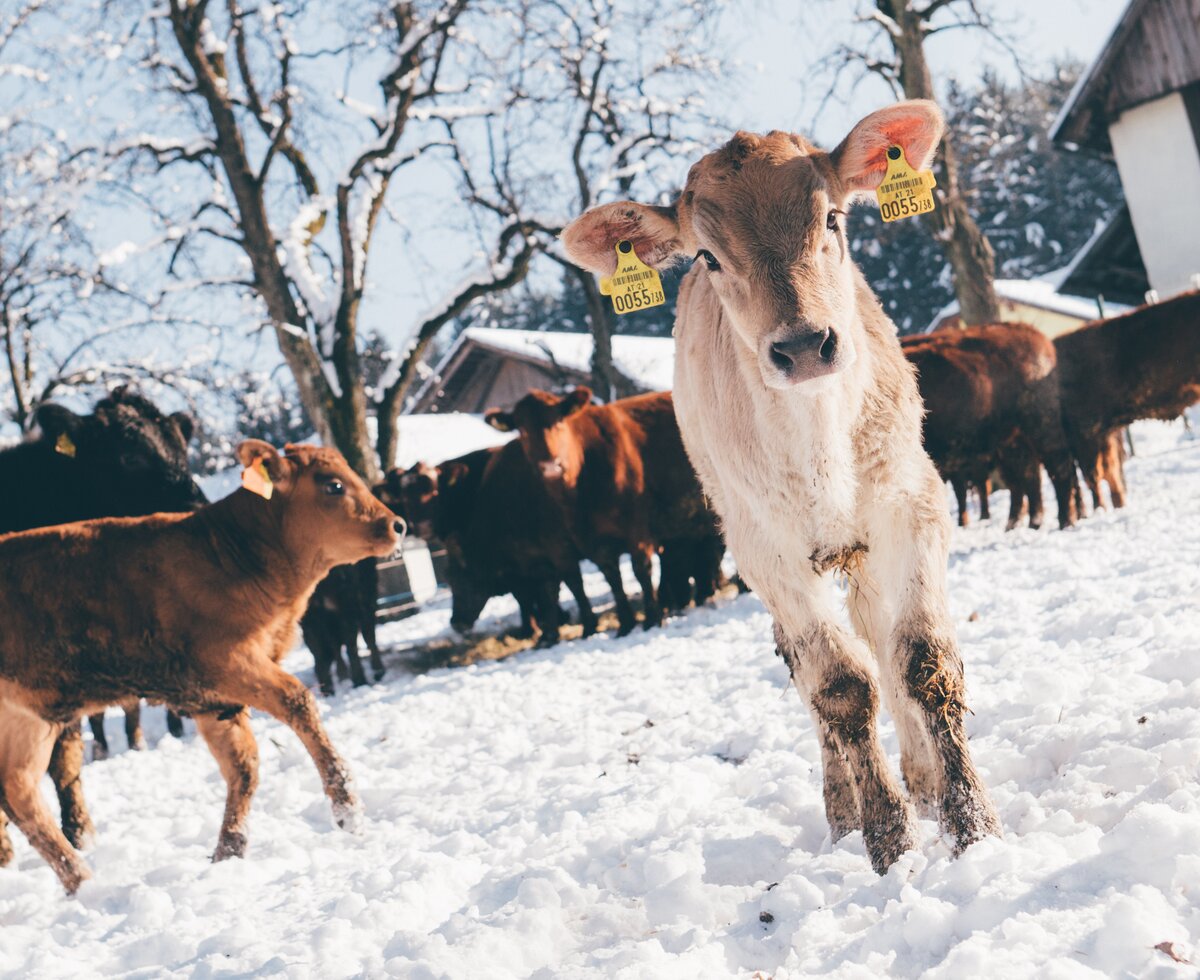 Kälber | © Urlaub am Bauernhof Kärnten / Daniel Gollner Kälber im Schnee | © Urlaub am Bauernhof Kärnten / Daniel Gollner
