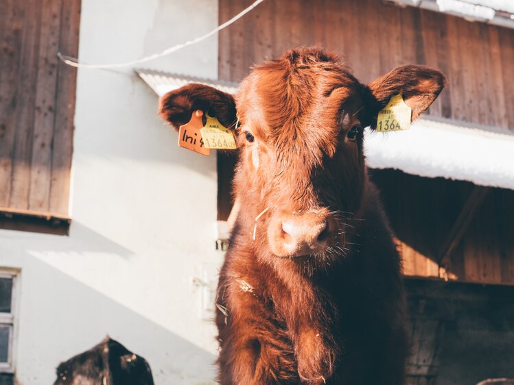 Kalb | © Urlaub am Bauernhof Kärnten / Daniel Gollner