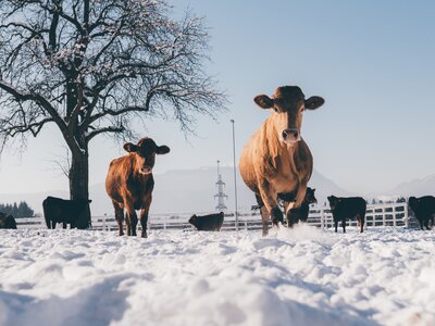 Kühe | © Urlaub am Bauernhof Kärnten / Daniel Gollner Kühe im Schnee | © Urlaub am Bauernhof Kärnten / Daniel Gollner