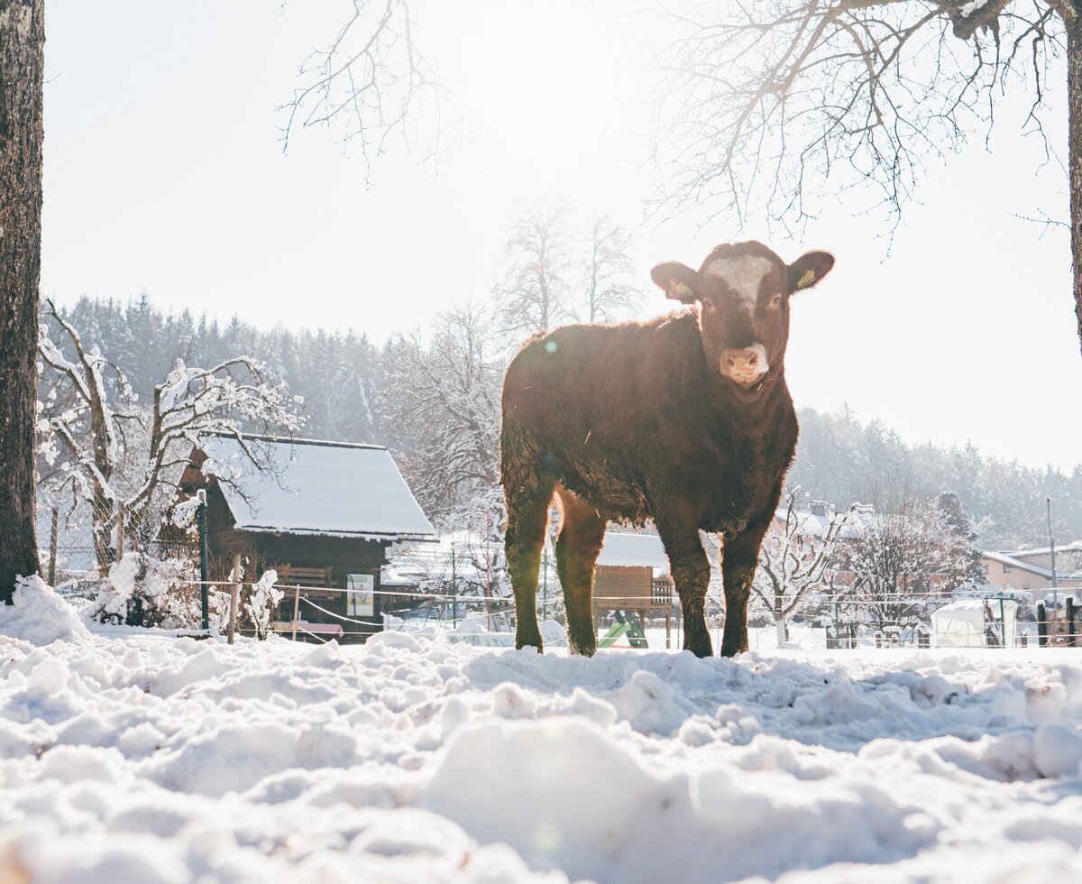Kuh | © Urlaub am Bauernhof Kärnten/ Daniel Gollner Kuh im Schnee | © Urlaub am Bauernhof Kärnten/ Daniel Gollner