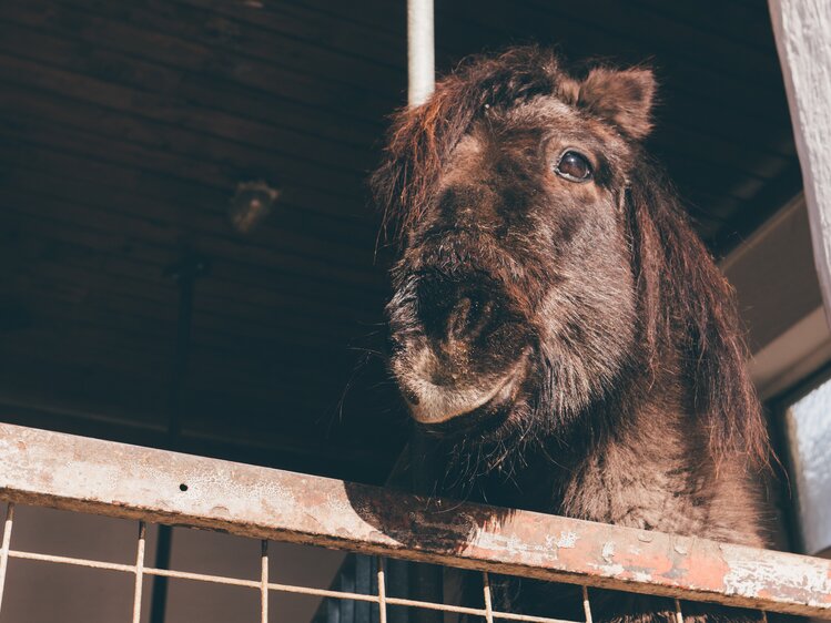 Pferd schaut aus der Box | © Urlaub am Bauernhof Kärnten / Daniel Gollner
