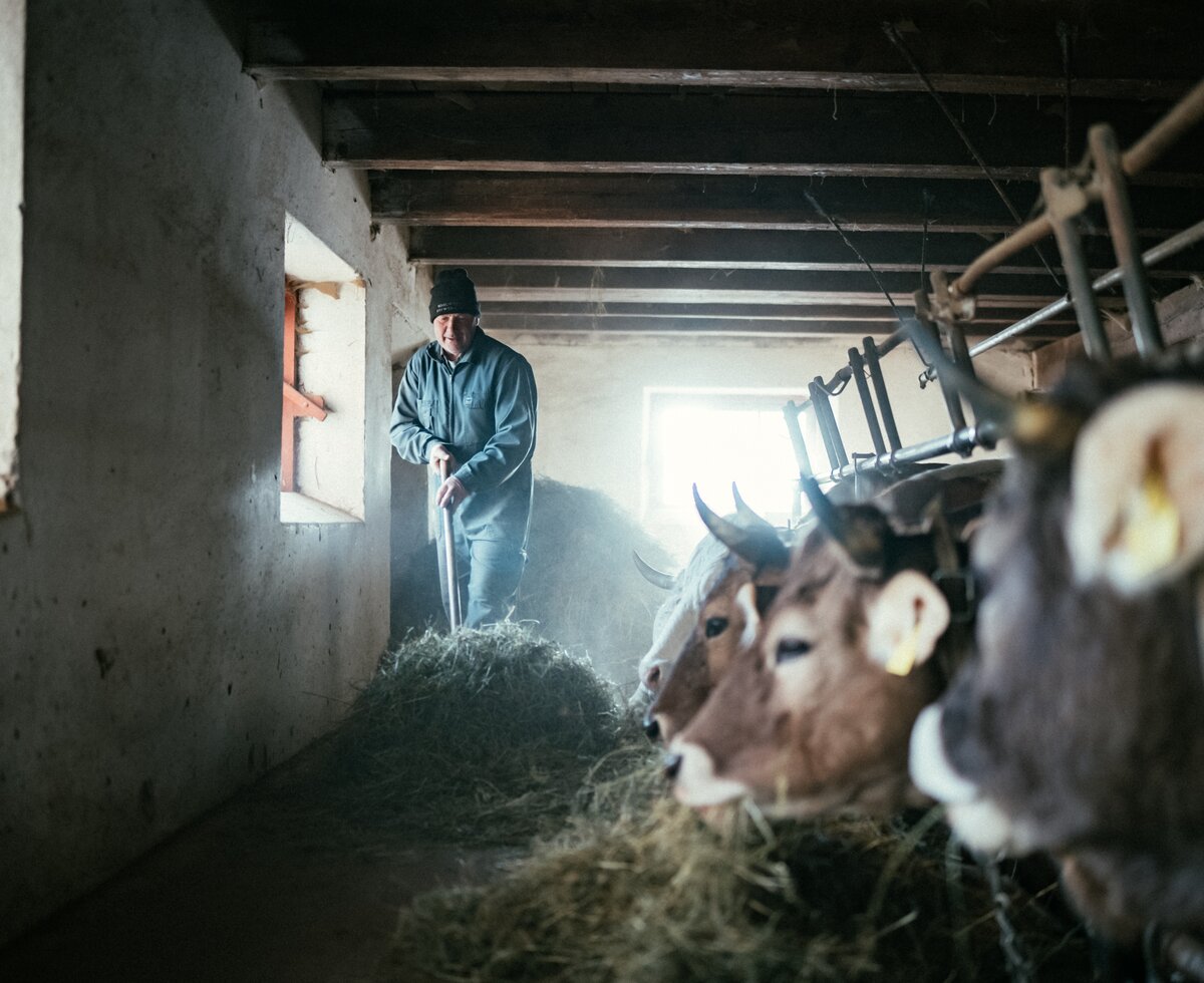 Mann füttert Kühe  | © Urlaub am Bauernhof Kärnten / Daniel Gollner