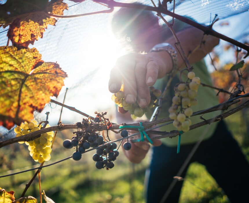 Mann schneidet Weinrebe ab | © Urlaub am Bauernhof Kärnten/ Daniel Gollner