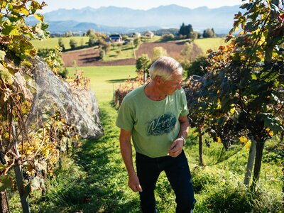 Mann geht durch den Weingarten | © Urlaub am Bauernhof Kärnten/ Daniel Gollner