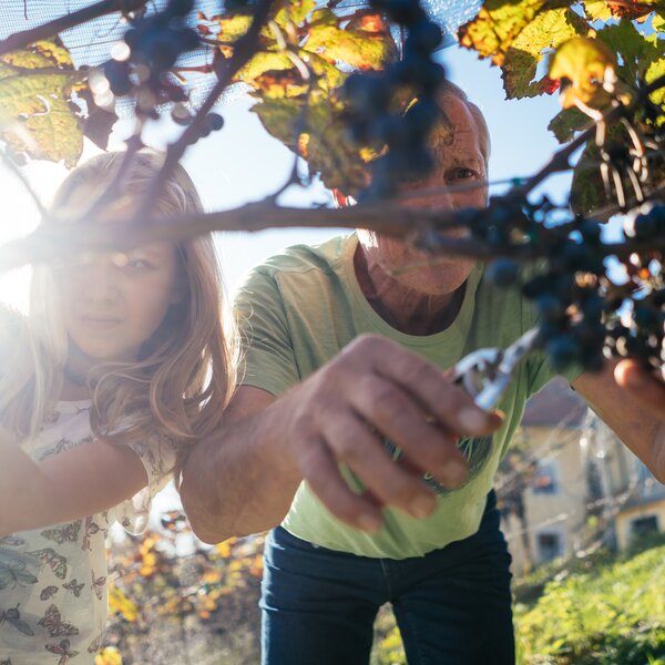 Mann und Kinder ernten Weinreben | © Urlaub am Bauernhof Kärnten / Daniel Gollner