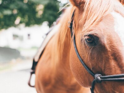 Pferd | © Urlaub am Bauernhof Kärnten / Daniel Gollner