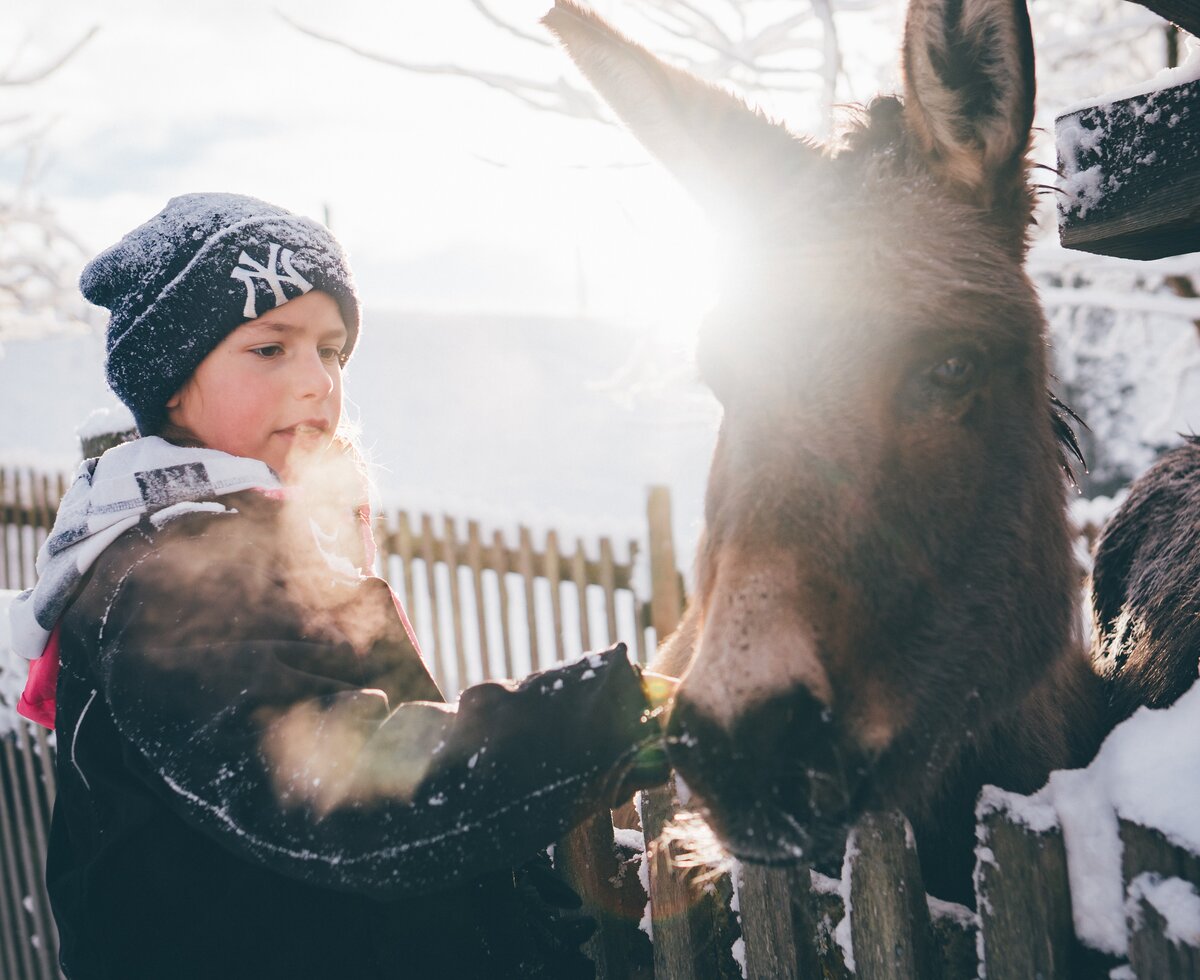 Kind streichelt den Esel | © Urlaub am Bauernhof Kärnten/ Daniel Gollner Kind streichelt den Esel am Zaun | © Urlaub am Bauernhof Kärnten/ Daniel Gollner