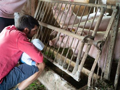 Alexander zeigt seinem Sohn die Schweine im Stall | © Urlaub am Bauernhof Kärnten / Daniel Gollner Mann und Baby im Stall bei den Schweinen | © Urlaub am Bauernhof Kärnten / Daniel Gollner
