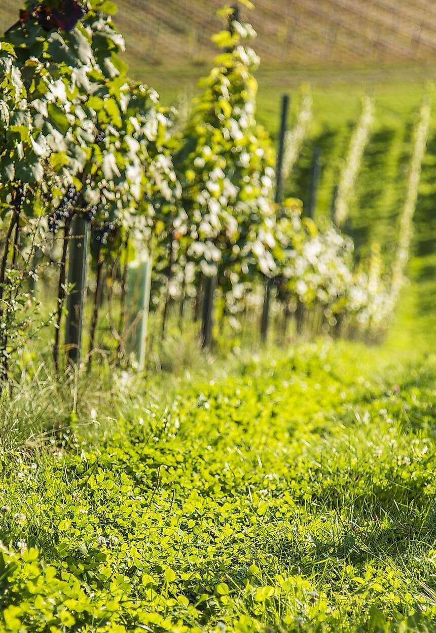 Weinstöck am Weingut Taggenbrunn | © Franz Gerdl/ Kärnten Werbung