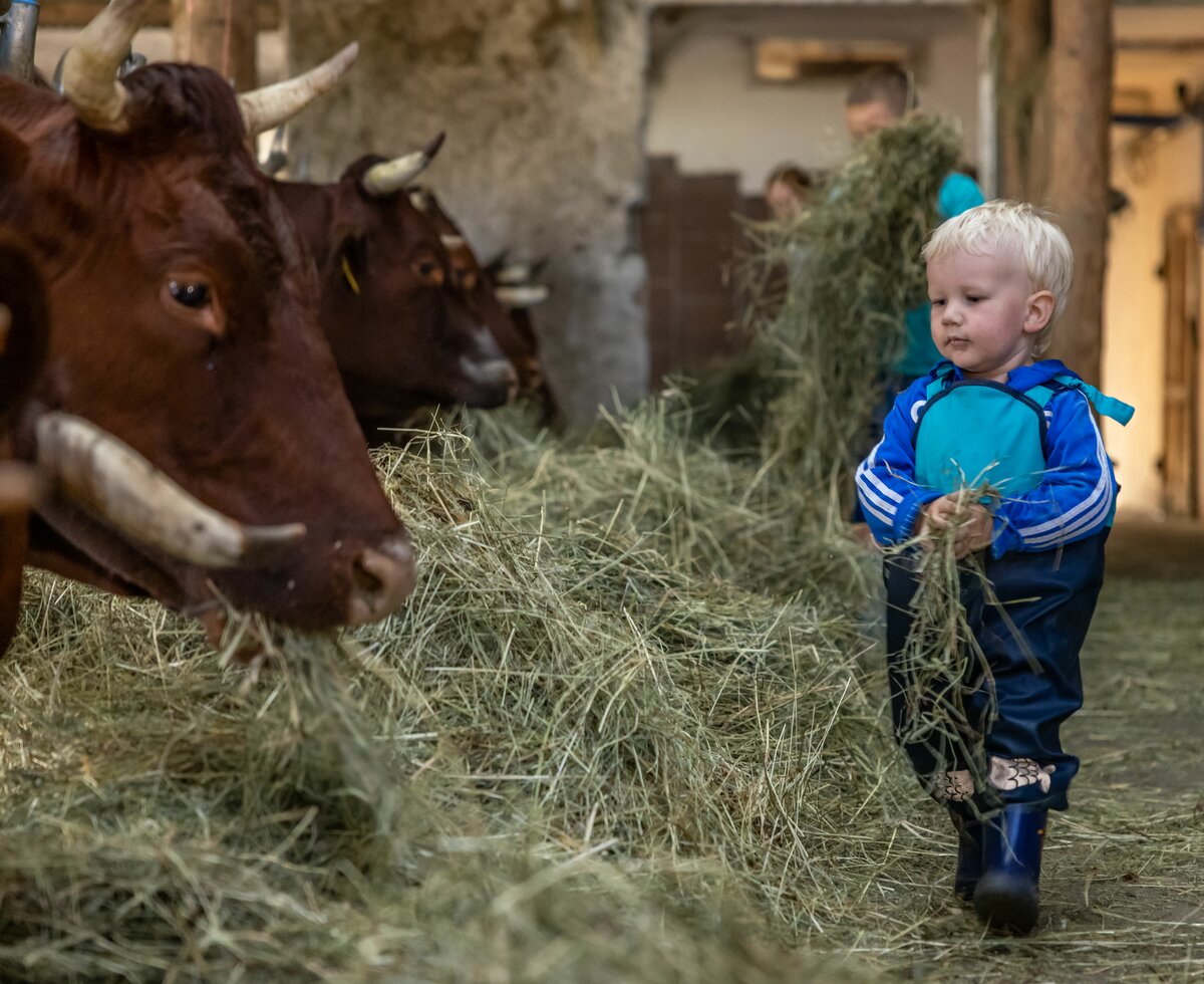Bub füttert die Kuh | © Landesverband Urlaub am Bauernhof Kärnten/ Achim Mandler Bub füttert die Kuh mit Heu im Stall | © Landesverband Urlaub am Bauernhof Kärnten/ Achim Mandler