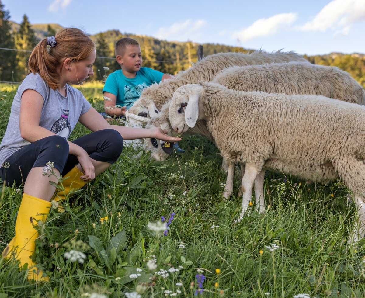Kinder bei den Schafen | © Landesverband Urlaub am Bauernhof Kärnten/ Achim Mandler Kinder streicheln die Schafe auf der Wiese | © Landesverband Urlaub am Bauernhof Kärnten/ Achim Mandler