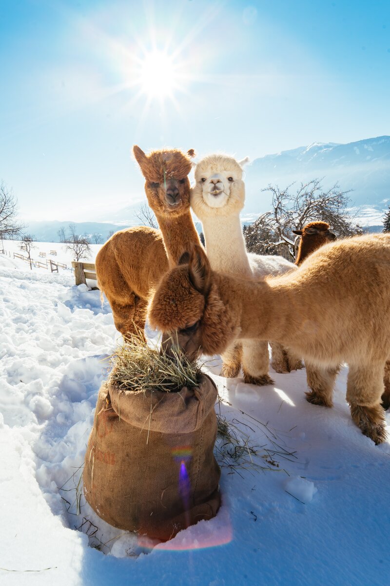 Drei Alpakas im Schnee | © Daniel Gollner / Urlaub am Bauernhof Kärnten
