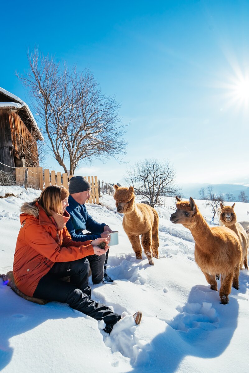 Alpakas am Bauernhof Stauder | © Urlaub am Bauernhof / Daniel Gollner Alpakas im Schnee neben den Bauersleuten | © Urlaub am Bauernhof / Daniel Gollner
