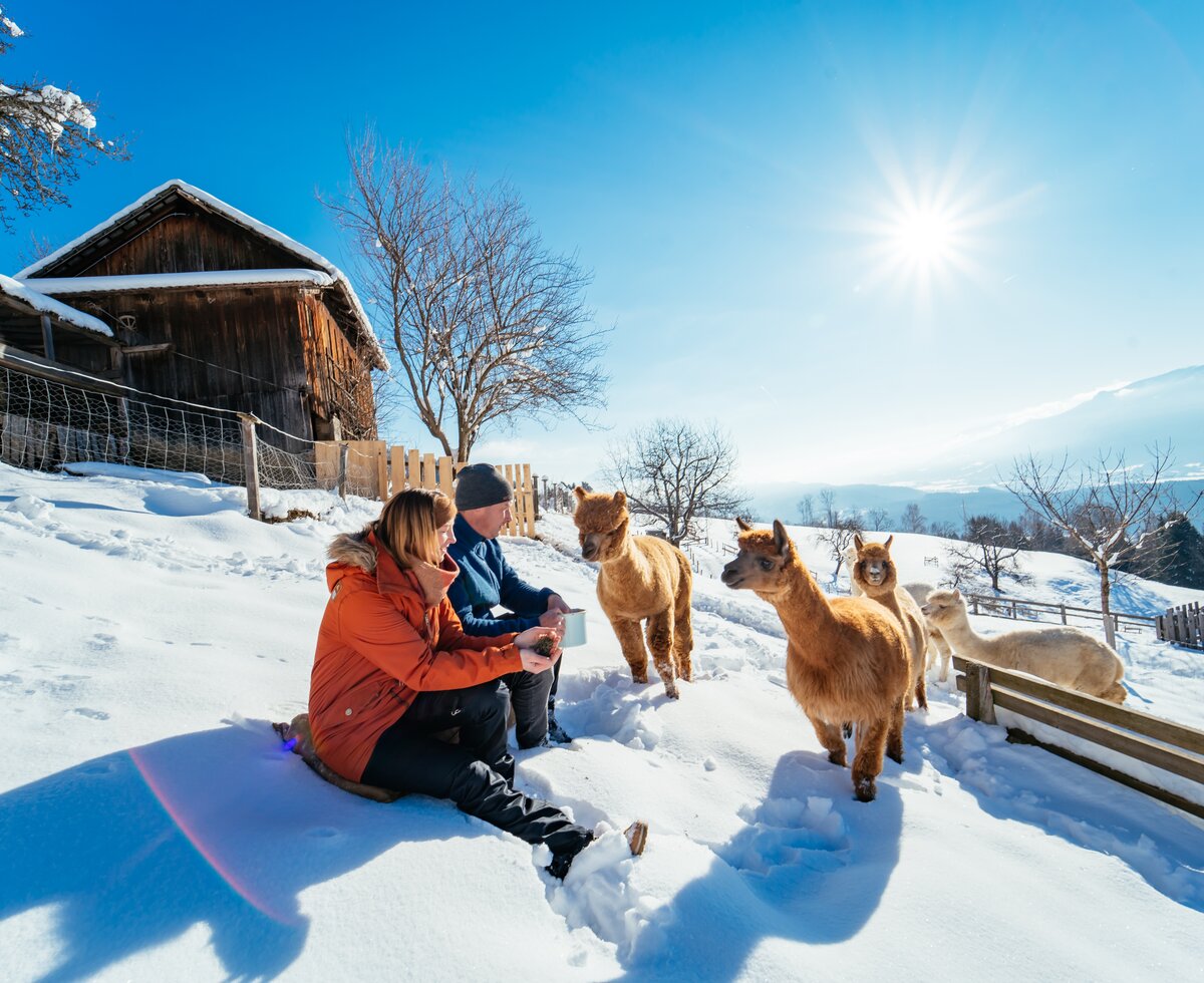 Alpakas im Schnee neben den Bauersleuten | © Urlaub am Bauernhof / Daniel Gollner