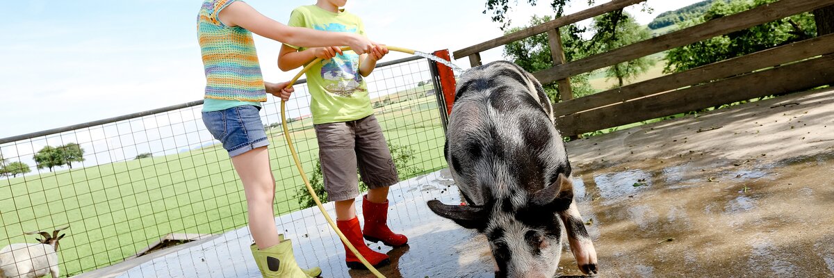 Two children wash a pig with a garden hose  | © Niederösterreich Werbung / schwarz-koenig.at